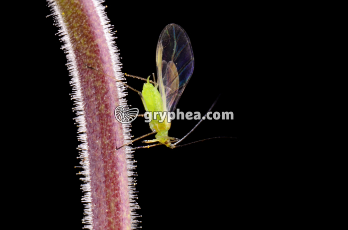 Puceron vert ailé - gryphea.org